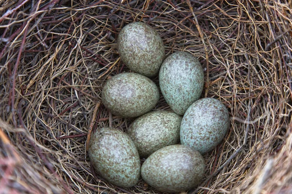 Magpie Nest Seven Eggs — Stockfoto