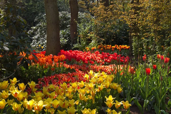 Muchos Tulipanes Coloridos Debajo Los Árboles Jardín Primavera —  Fotos de Stock
