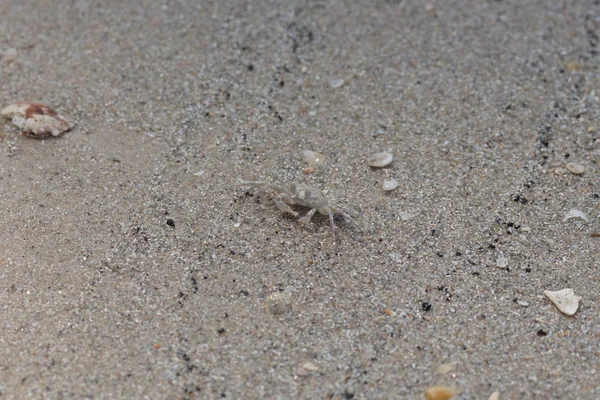 Liten Krabba Går Sand Stranden — Stockfoto