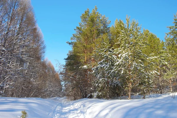 Paisagem Inverno Floresta Com Pinheiros — Fotografia de Stock