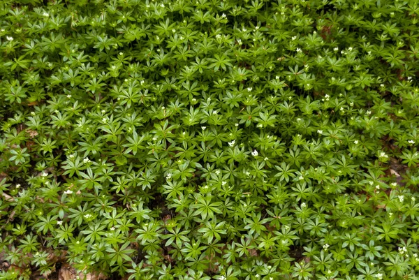 Woodruff Lese Německu — Stock fotografie