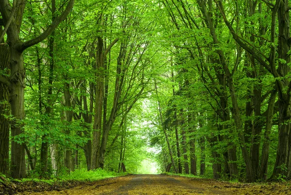 Landscape Young Grey Forest Green Trees Nature Series — Stock Photo, Image