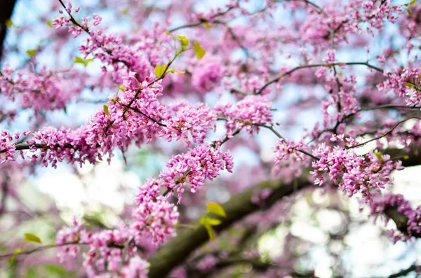 Purple Spring Blossom Cercis Canadensis Eastern Redbud Flowers — Stock Photo, Image