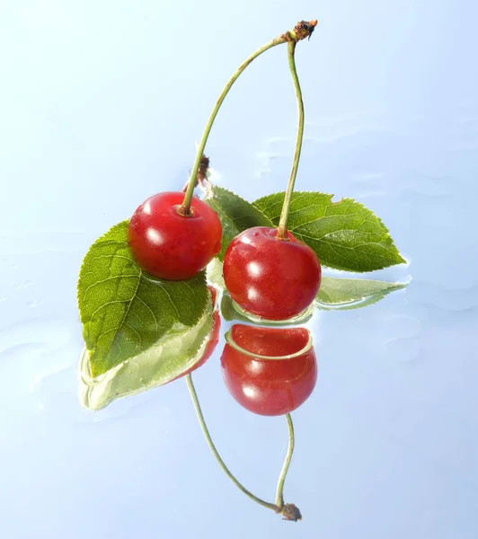 Two Cherry Twig Reflection — Stock Photo, Image