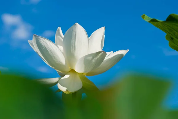 Lótus Rosa Florescente Com Folha Verde Sob Céu Azul — Fotografia de Stock