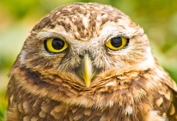 Close up of burrowing owl against green blurred background