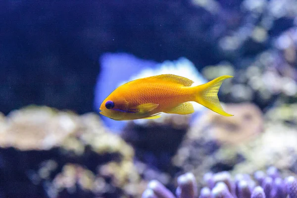 Yellow Lyretail Anthias Fish Known Pseudanthias Squamipinnis Coral Reef — Stock Photo, Image