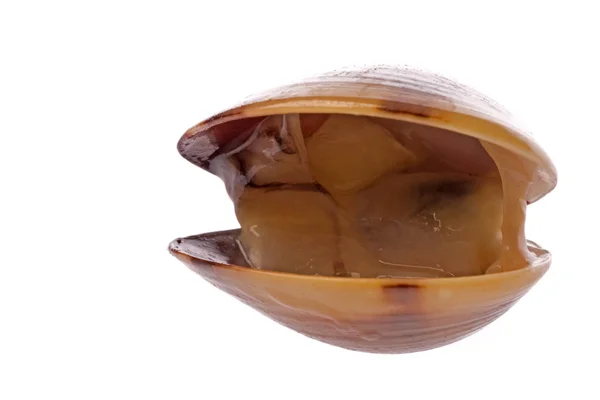 Изолированное Макроизображение Съедобного Моллюска — стоковое фото