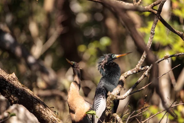 求愛アカトキ鳥と呼ばれるアンヒンガ アンヒンガ Snakebird ナポリ フロリダ州のコーク スクリュー スワンプ自然保護区 — ストック写真