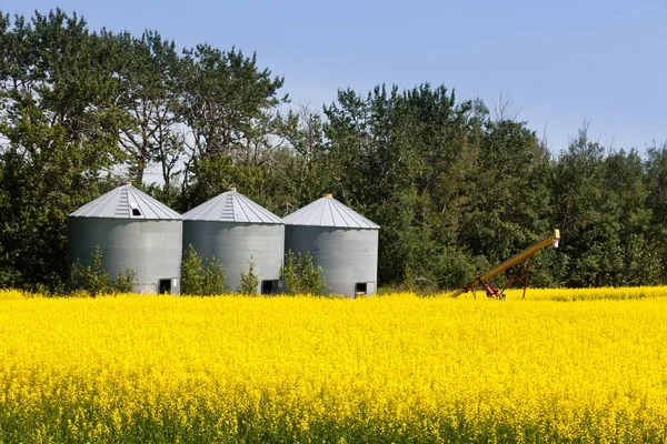 Tre Runda Metallsilos Jordbruksområdet Med Gröda Färgrik Gul Rapsraps — Stockfoto