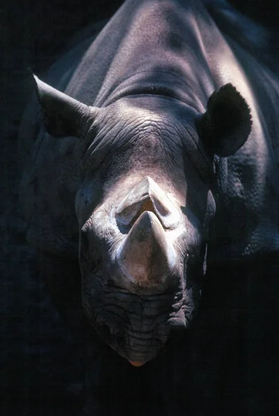 Rhino Sul Africano Tiro Close — Fotografia de Stock