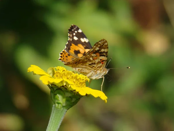 Mariposa Dama Pintada Sobre Una Flor Amarilla —  Fotos de Stock