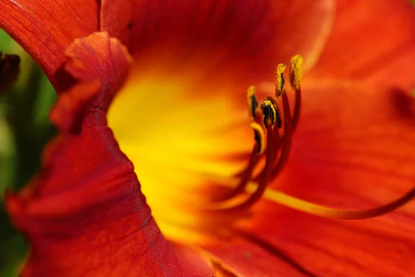 Daylily Çok Büyümek Kolay Yabani Büyüyen Hendekleri Boyunca Birçok Kez — Stok fotoğraf