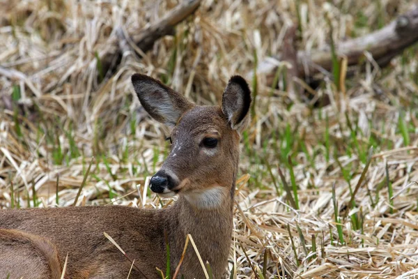 Witstaarthert Odocoileus Virginianus Moeras Gras — Stockfoto