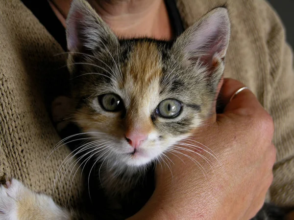 Mamma Med Söt Kattunge — Stockfoto