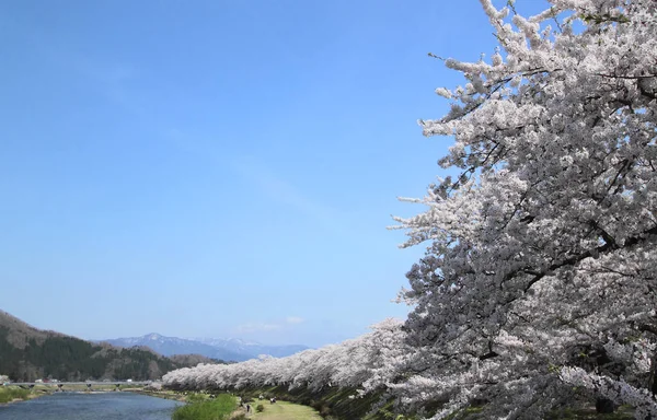 Цветение Сакуры Какунодате Акита Япония Мая 2012 — стоковое фото
