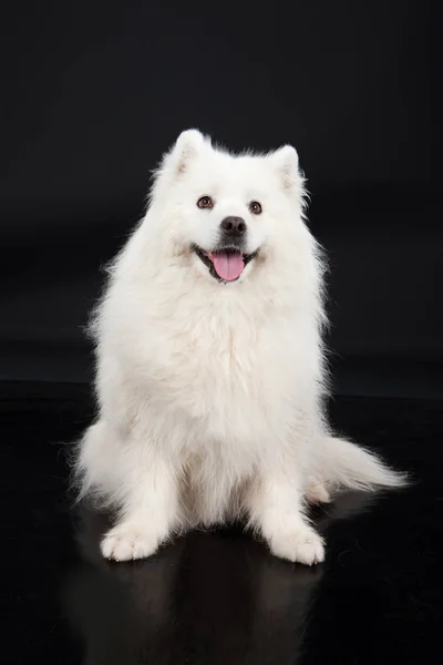 Witte Smoyed Hond Zwarte Studio Achtergrond — Stockfoto
