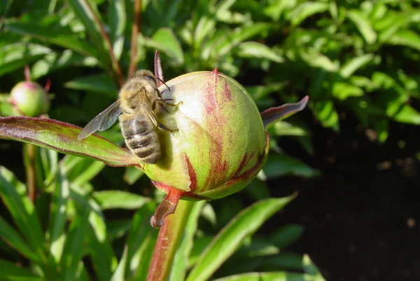 Včela Péřový Pupen — Stock fotografie