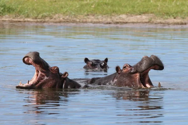 Vilda Hippo Afrikanska Floden Vatten Flodhäst Hippopotamus Amphibius — Stockfoto