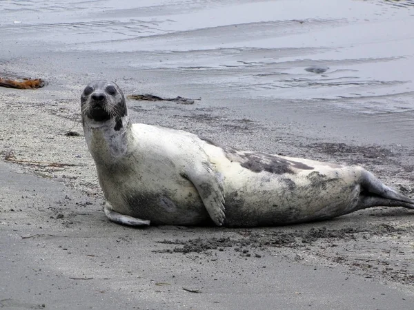 Seal Close Dag Tijd — Stockfoto