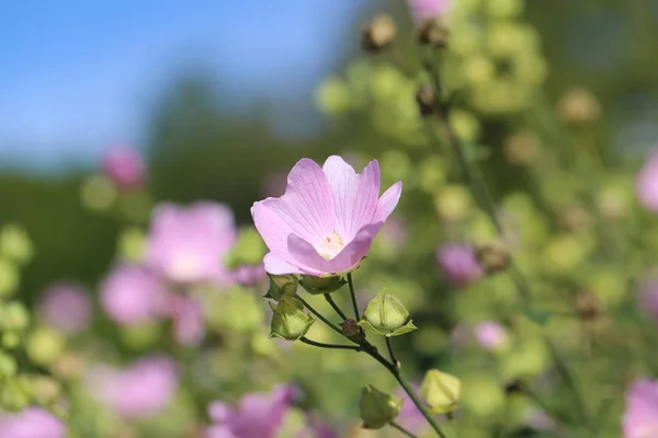 Güneş Işığında Güzel Parlak Pembe Çiçek — Stok fotoğraf