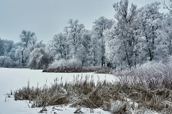 Frostiga Träd Vintern Stadspark Poznan — Stockfoto