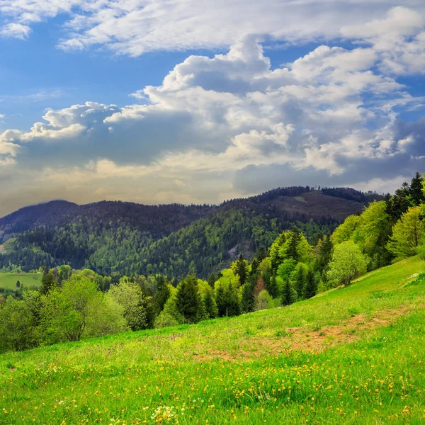 Mountain Summer Landscape Pine Trees Meadow Forest Hillside Sky Clouds — Stock Photo, Image