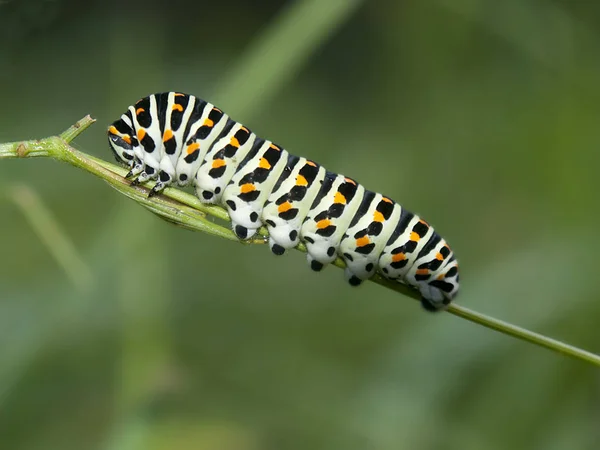 Swallowtails Gąsienica Dzikiej Przyrodzie — Zdjęcie stockowe