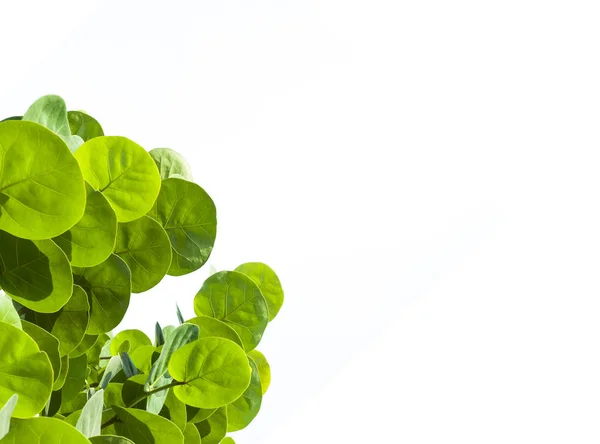 Grüner Kreis Blätter Auf Weißem Hintergrund — Stockfoto