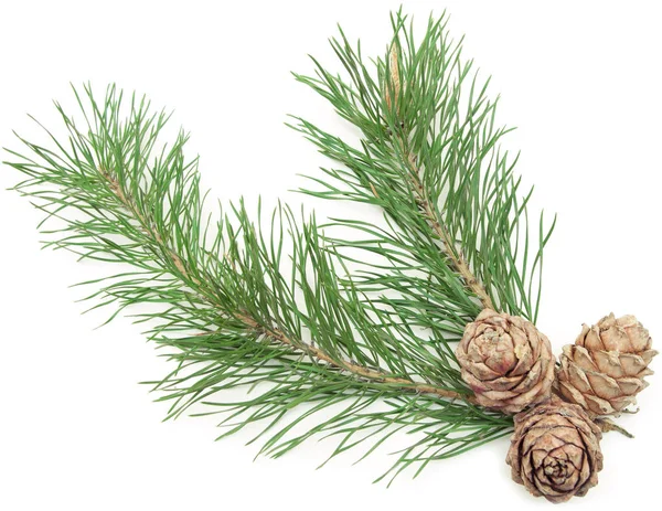 Siberian Pine Cones Branch Isolated White — Stock Photo, Image