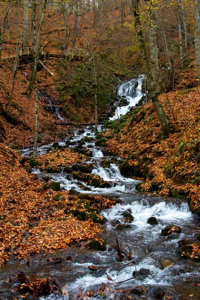 Agua Fluyendo Fluyendo Bosque Con Hojas Otoño — Foto de Stock