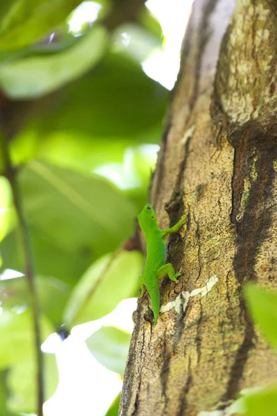 Kleine Grüne Eidechse Auf Der Rinde Eines Baumes — Stockfoto