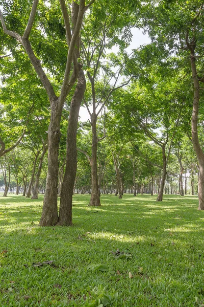 Parque Verde Público Com Campo Grama Verde Planta Árvore Fresca — Fotografia de Stock