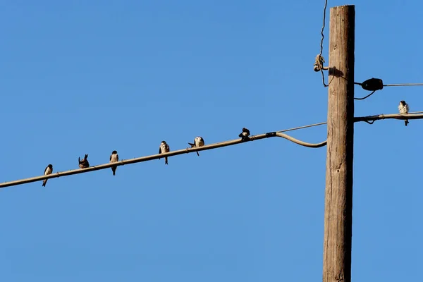 Primer Plano Del Pájaro Enfoque Selectivo —  Fotos de Stock