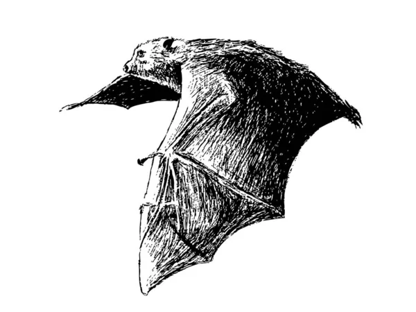 Hand Drawing Fruit Bats Believed Carry Spread Ebola Virus — Stock Photo, Image