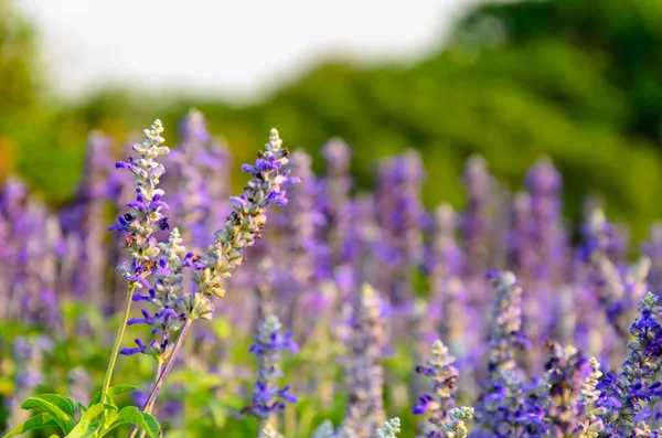Ist Eine Krautige Pflanze Duftende Violette Blüten — Stockfoto
