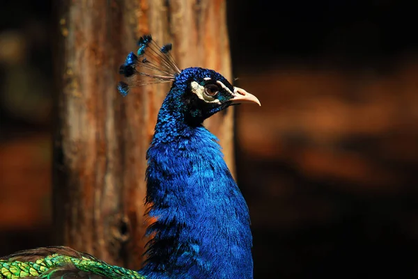 Imagen Primer Plano Muy Colorido Peafowl Indio — Foto de Stock