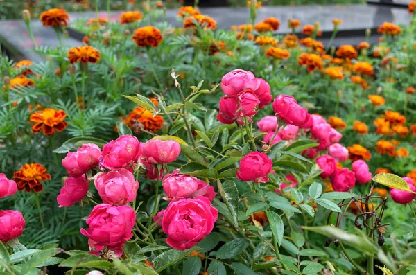 Kvetoucí Rostlina Růžovými Květy Před Marigny Zahradě — Stock fotografie