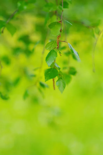 Folhagem Folhas Verdes Primavera Fora Natureza — Fotografia de Stock