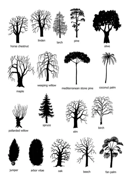 Czarno Białych Form Najczęstszych Drzew — Zdjęcie stockowe