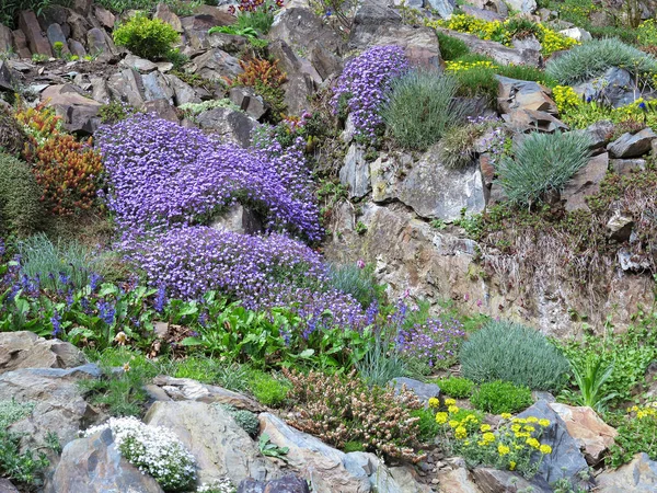 Imagen Del Jardín Rocoso Con Varias Flores —  Fotos de Stock