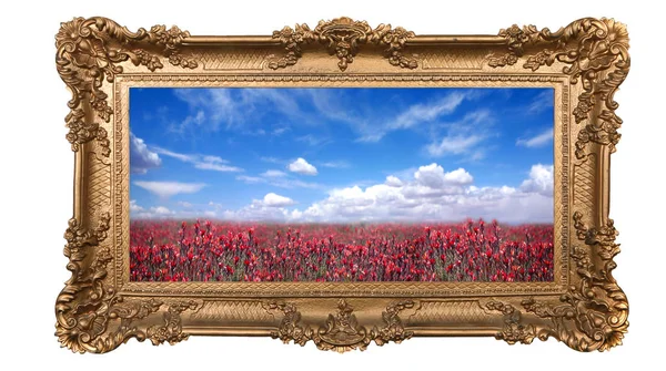 Field Pretty Red Flowers Beautiful Sky High Depth Field Golden — Stock Photo, Image