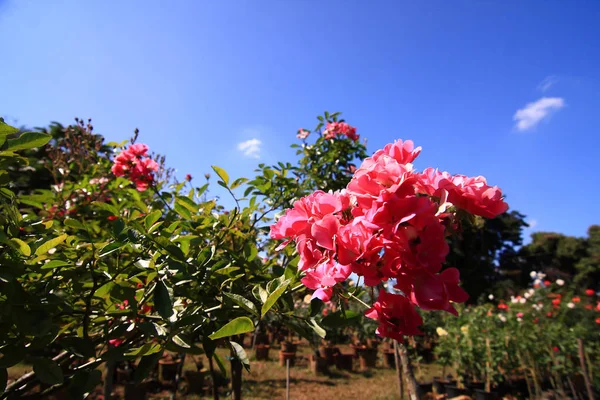 Rosor Trädgården Vackra Blommande Blommor — Stockfoto