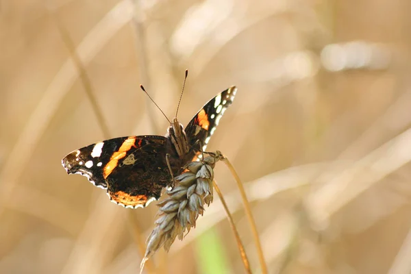 Borboleta Vermelha Retroiluminada Almirante Vanessa Atalanta Uma Orelha Trigo — Fotografia de Stock