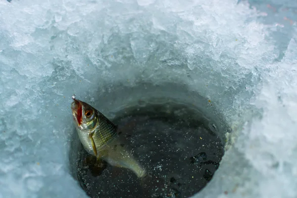 Deporte Invierno Pesca Invierno Aire Libre Hielo — Foto de Stock