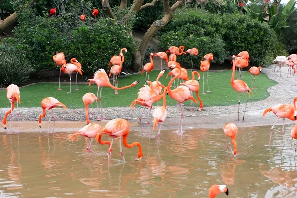 Nagy Flamingo Phoenicopterus Roseus Flamingó Család Legelterjedtebb Faja Afrika Délnyugati — Stock Fotó