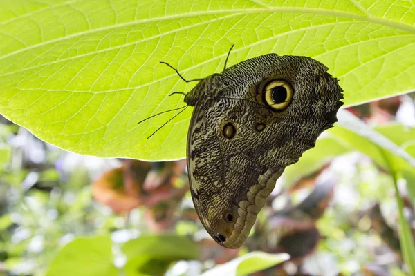 Sunlit Leaf Serves Umbrella Shielding Giant Owl Butterfly Eyespot Markings — Stock Photo, Image