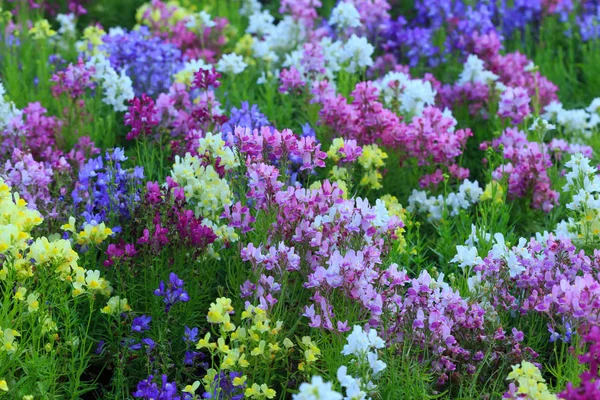 Nahaufnahme Von Blumen Der Natur — Stockfoto