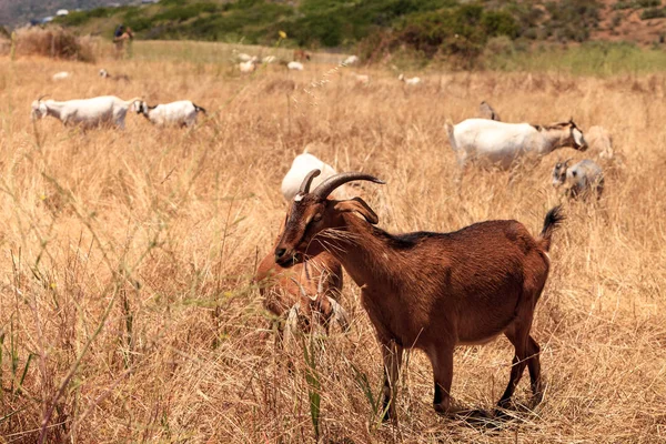 Las Cabras Agrupan Largo Una Ladera Con Montañas Saddleback Distancia — Foto de Stock