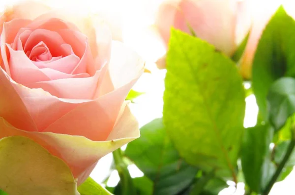 Flores Rosas Rosadas Sobre Fondo Blanco — Foto de Stock